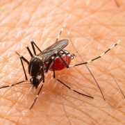 Aedes aegypti Mosquito