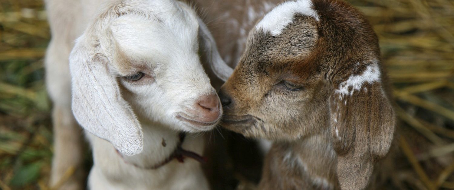 Baby goats playing together in hay