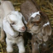 Baby goats playing together in hay