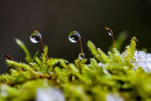 dewdrops on moss