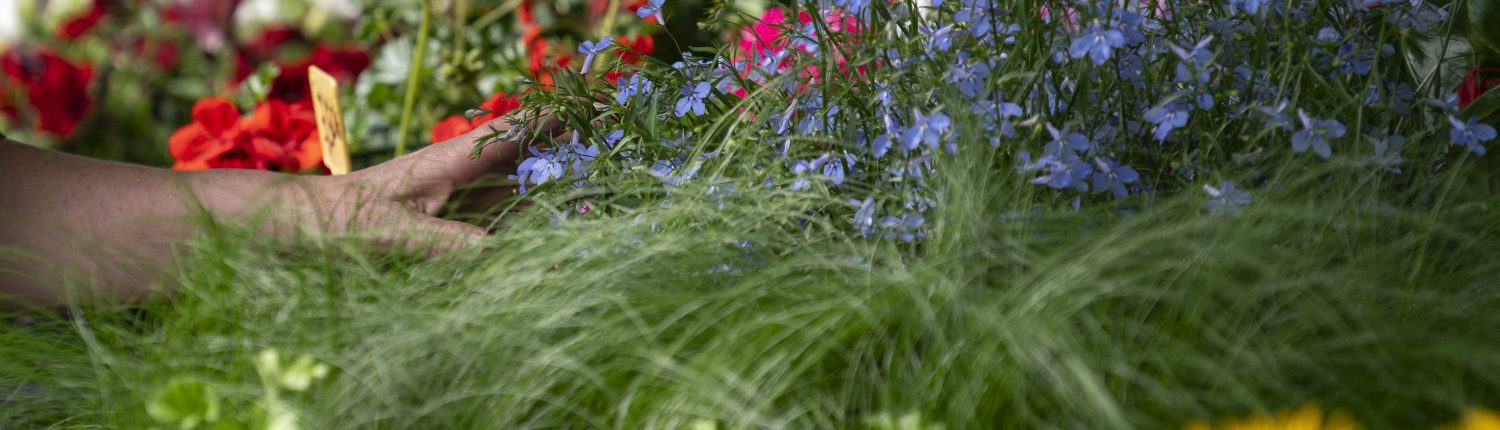 FetejardinsDim (142)